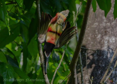 Collared Aracari-5121.jpg