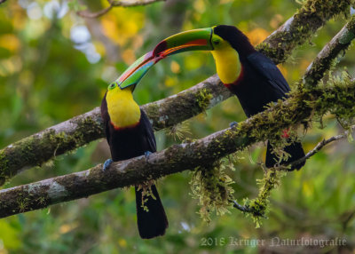 Keel-billed Toucans getting intimate (5)