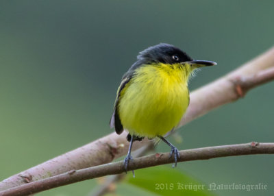 Common Tody-Flycatcher-4531.jpg