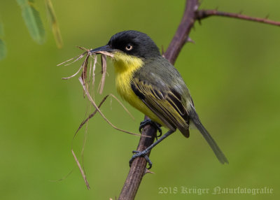 Common Tody-Flycatcher-5535.jpg