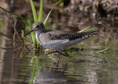 Solitary Sandpiper-7177.jpg