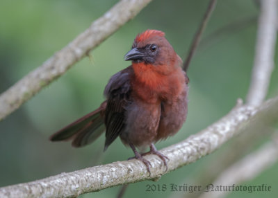 Red-throated Ant-Tanager (5)
