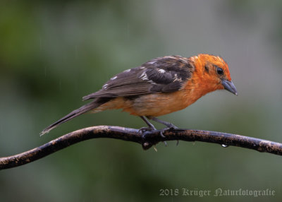 Flame-colored Tanager (6)