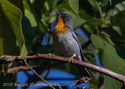 Flame-throated Warbler (2)