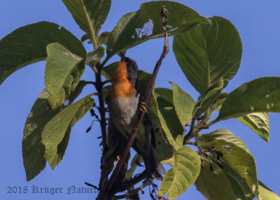 Flame-throated Warbler-6220.jpg