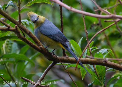 Long-tailed Silky Flycatcher-9224.jpg