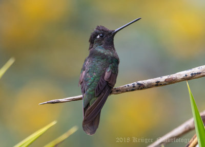 Magnificent Hummingbird (male)-5823.jpg