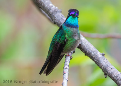 Magnificent Hummingbird (male)-5887.jpg
