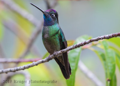 Magnificent Hummingbird (male)-5890.jpg