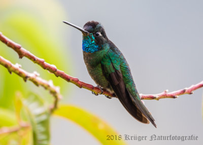 Magnificent Hummingbird (male)-5896.jpg