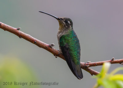 Magnificent Hummingbird (female)-5914.jpg