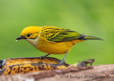 Silver-throated Tanager (4)