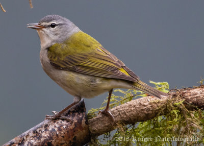 Tennessee Warbler (2)