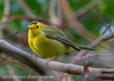 Wilson's Warbler (2)