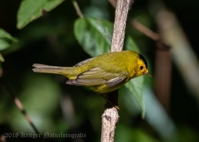 Wilson's Warbler (2)