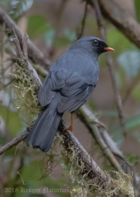 Black-faced Solitaire-5760.jpg