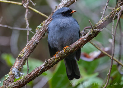 Black-faced Solitaire (2)
