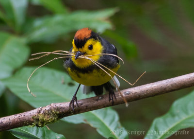 Collared Redstart-5798.jpg