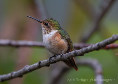Scintillant Hummingbird (3)