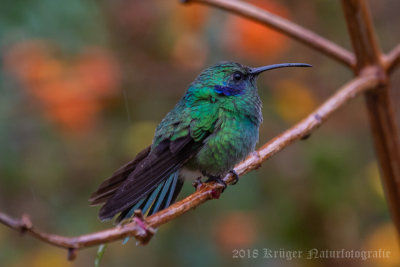 Lesser Violetear (4)