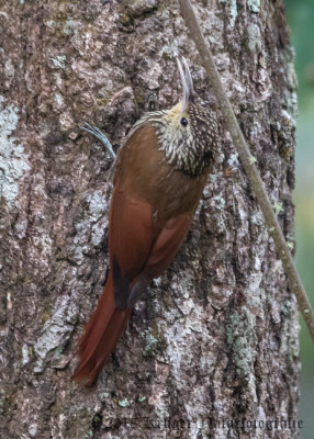 Spot-crowned Woodcreeper (2)