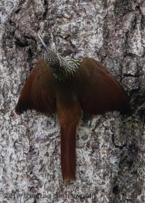 Spot-crowned Woodcreeper (2)