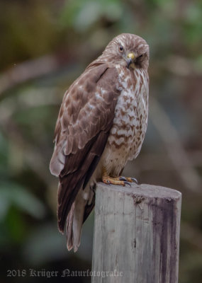 Broad-winged Hawk (3)