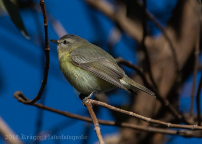 Brown-capped Vireo (2)