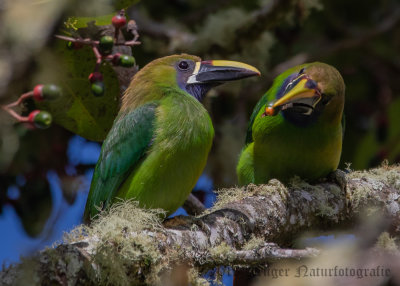 Northern Emerald Toucanet (4)