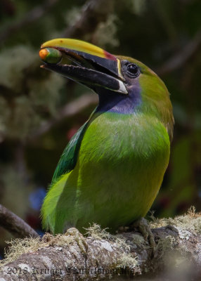 Northern Emerald Toucanet (4)