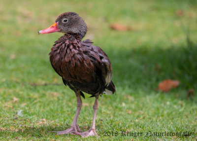Black-bellied Whistling Duck (juvenile)-6263.jpg