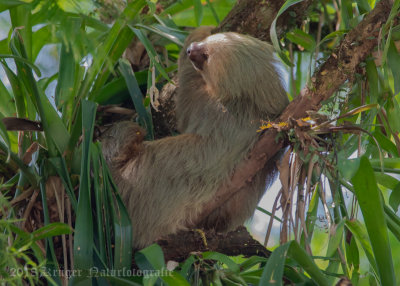 Mammals/Marsupials of Costa Rica