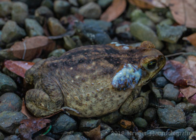 Cane Toad (2)