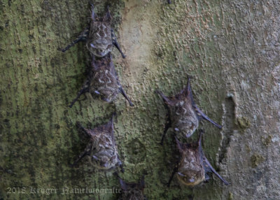 Mammals/Marsupials of Costa Rica