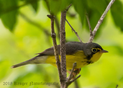 Canada Warbler (1)