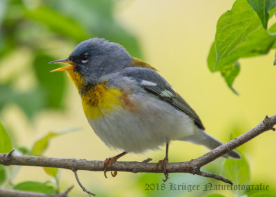 Northern Parula (7)