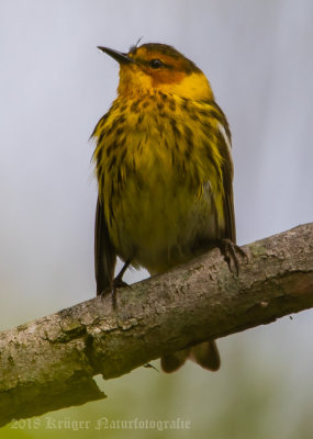 Cape May Warbler (male)-7504.jpg