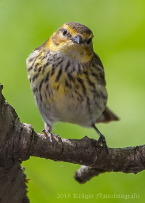 Cape May Warbler (female)-7527.jpg