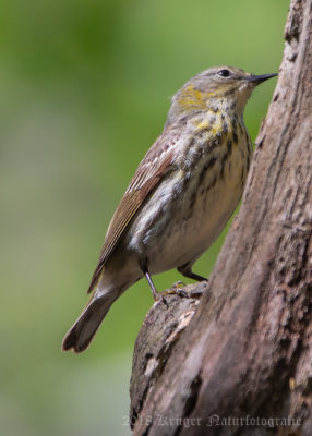 Cape May Warbler (8)