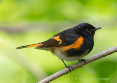 American Redstart (9)