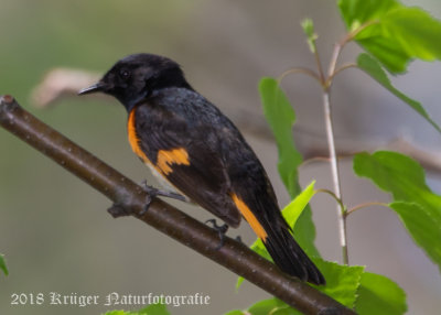 American Redstart (9)