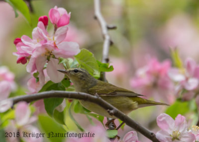 Tennessee Warbler-7462.jpg