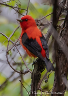 Scarlet Tanager-7714.jpg