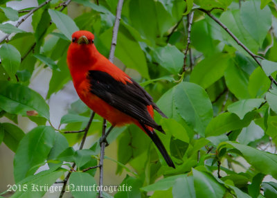 Scarlet Tanager-7720.jpg