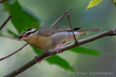 Worm-eating Warbler-7905.jpg