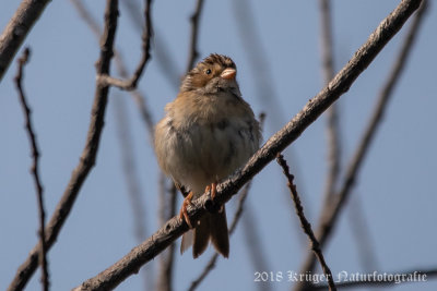 Clay-colored Sparrow (1)