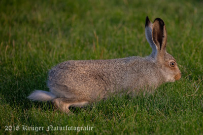 White-tailed Jackrabbit (3)