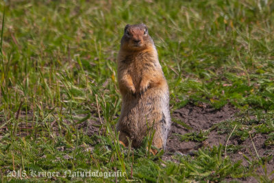 Columbian Ground Squirrel (3)