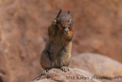 Golden-mantled Ground Squirrel-8519.jpg