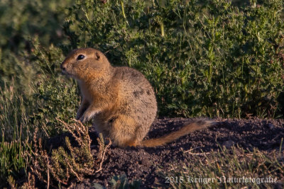 Black-tailed Prairie Dog-8381.jpg